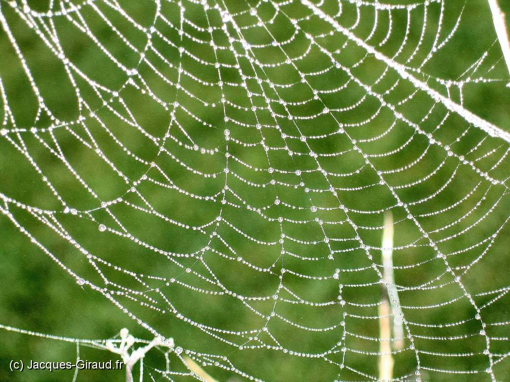 2005-10-30 11-12-25 octobre 112,7mm 1_60_eme f4,9(x1024).jpg